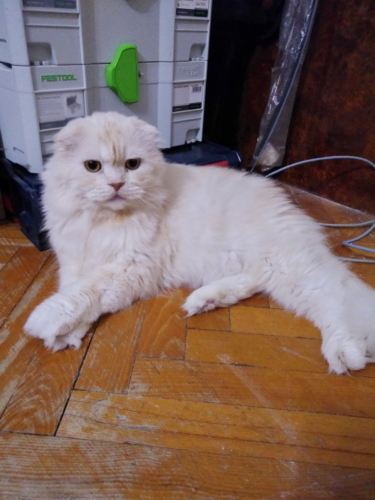 IMG 20190203 1928334