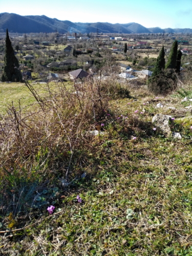 IMG 20190205 1055439