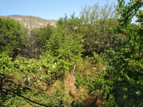 IMG 20190620 1023085