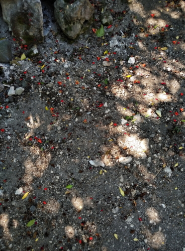 IMG 20190620 1042097~2