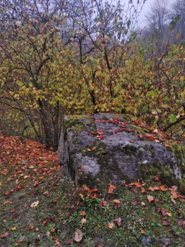 IMG 20201021 0927402