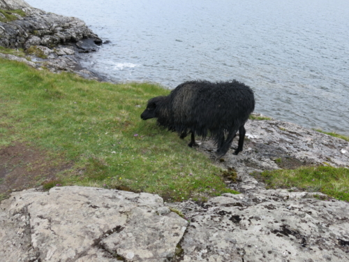 IMG 3676