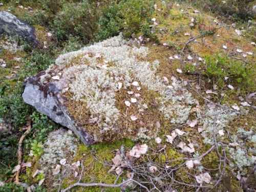 IMG 20190528 1249204