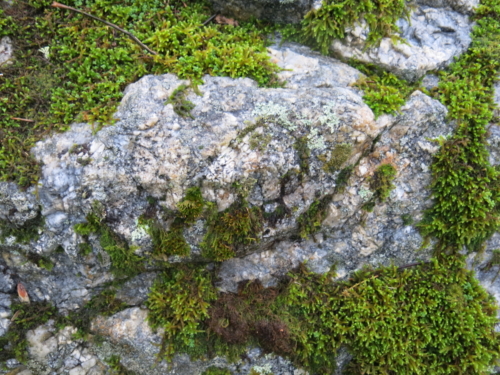 IMG 3542