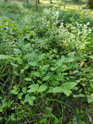 IMG20220804171447