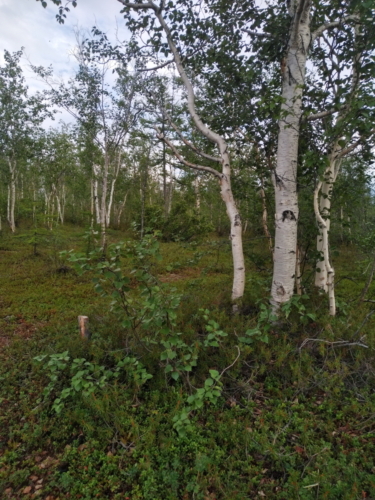 IMG 20200713 1649465